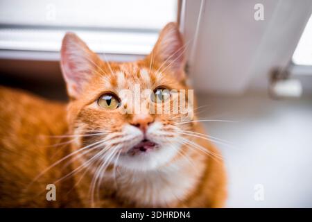 Die orangene Tabbykatze blickt direkt nach oben mit großen gelben Augen, die morgens auf der Fensterbank in der Küche liegen Stockfoto