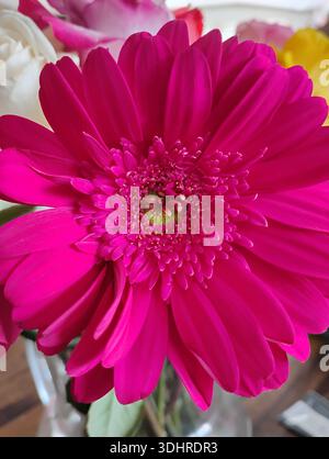 Makroaufnahme eines brillanten magenta-rosa Gerbera-Daisykopfs (Gerbera jamesonii) innerhalb einer farbenfrohen Blumenstrauß-Anordnung Stockfoto