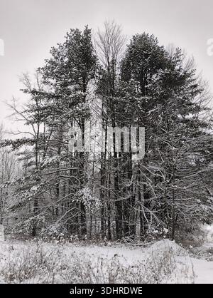 Eine dichte Ansammlung von immergrünen Kiefern und Laubbäumen, die während eines klassischen Wintertages in Massachusetts mit frischem Schnee bedeckt sind Stockfoto