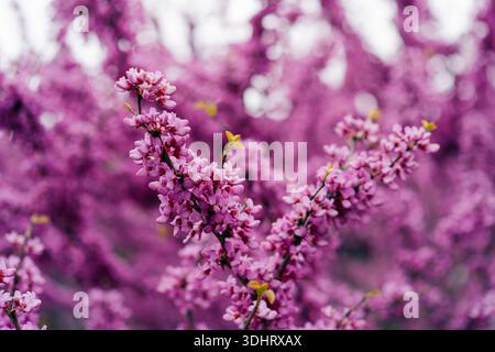 Cercis siliquastrum L. bekannt als Judas-Baum. Schöne blühende Zweige eines Cercis-Baumes mit rosa, violetten kleinen Blüten. Nahaufnahme. Stockfoto