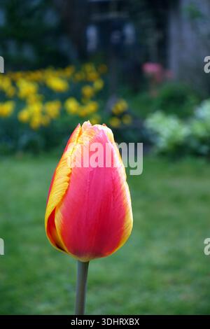 Single Yellow & Red Tulipa 'United States' (Tulpe), angebaut in einem englischen Cottage Garden in Lancashire, England, Großbritannien Stockfoto