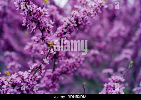 Cercis siliquastrum L. bekannt als Judas-Baum. Schöne blühende Zweige eines Cercis-Baumes mit rosa, violetten kleinen Blüten. Nahaufnahme. Stockfoto