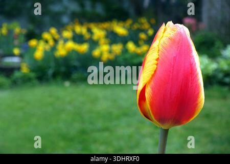Single Yellow & Red Tulipa 'United States' (Tulpe), angebaut in einem englischen Cottage Garden in Lancashire, England, Großbritannien Stockfoto