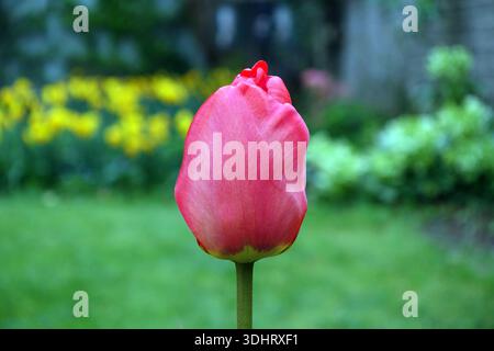 Single Yellow & Red Tulipa 'United States' (Tulpe), angebaut in einem englischen Cottage Garden in Lancashire, England, Großbritannien Stockfoto