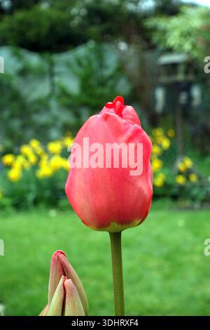 Single Yellow & Red Tulipa 'United States' (Tulpe), angebaut in einem englischen Cottage Garden in Lancashire, England, Großbritannien Stockfoto