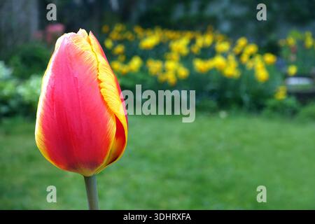Single Yellow & Red Tulipa 'United States' (Tulpe), angebaut in einem englischen Cottage Garden in Lancashire, England, Großbritannien Stockfoto