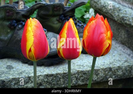 Rote und gelbe Tulipa „United States“ (Tulpen) mit alten Lederstiefeln, die in einem englischen Cottage Garden in Lancashire, England, Großbritannien, angebaut werden Stockfoto