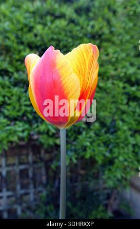 Single Yellow & Red Tulipa 'United States' (Tulpe), angebaut in einem englischen Cottage Garden in Lancashire, England, Großbritannien Stockfoto