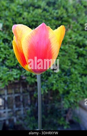 Single Yellow & Red Tulipa 'United States' (Tulpe), angebaut in einem englischen Cottage Garden in Lancashire, England, Großbritannien Stockfoto