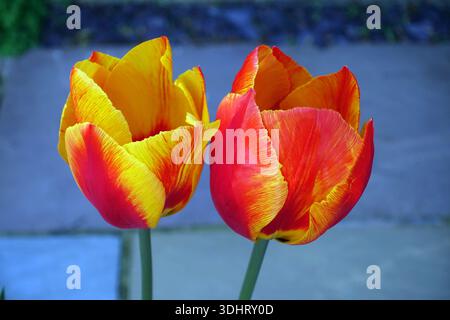 Ein Paar gelbe und rote Tulipa „United States“ (Tulpe), die in einem englischen Cottage Garden in Lancashire, England, Großbritannien, angebaut werden Stockfoto