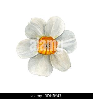 Aquarellabbildung einer weißen Narzissenblüte mit gelb-oranger Mitte, von oben auf weißem Hintergrund dargestellt. Geeignet für Drucke. Stockfoto