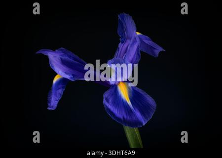 Eine Nahaufnahme einer wunderschönen einsamen lila Irisblume, fotografiert vor einem komplementären dunklen Hintergrund Stockfoto