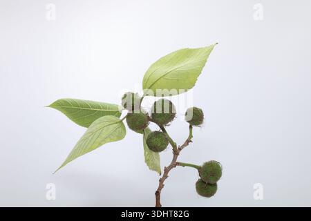 Maulbeere (Broussonetia papyrifera) ist eine blühende Pflanze aus der Familie der Moraceae. Stockfoto