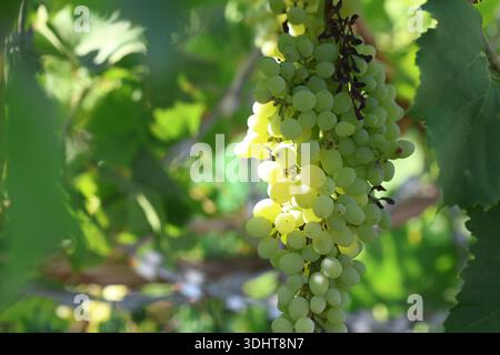 Sonnenlicht strömt durch einen großen Haufen reifender grüner Trauben, die an einer Rebe mit üppigen Blättern in einem Summer Vineyard hängen Stockfoto