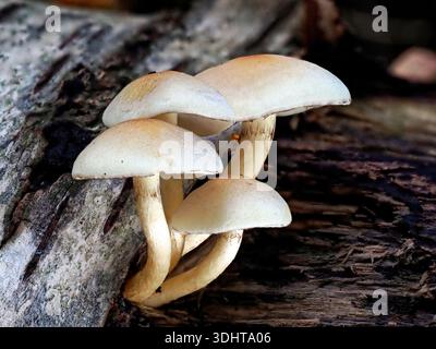 Sulphur Tuft Pilze, Hypholoma fasciculare, wachsen auf einem verrottenden Birkenholz in einem Gebiet mit Laubbäumen in Bacton Wood, Norfolk. Stockfoto