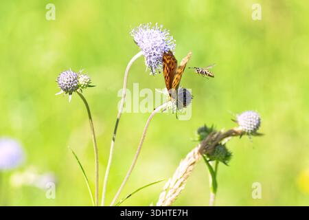 Nahaufnahme des leuchtenden, silbergewaschenen Fritillary-Schmetterlings (Argynnis Paphia) mit orangefarbenen Flügeln und grün/silberner Unterseite, die auf violetten Wiesen des Teufels thront Stockfoto