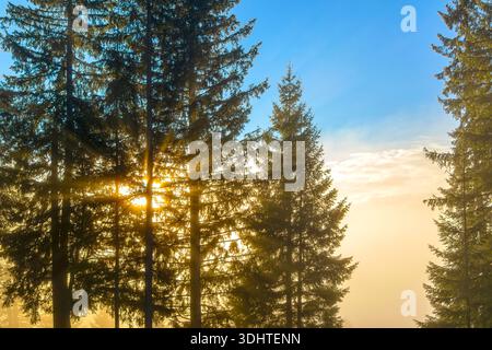 Sonnenlicht strömt bei Sonnenaufgang durch Kiefern. Goldene Morgensonne scheint durch hohe Kiefern in einem nebeligen Wald und erzeugt warme Lichtstrahlen und ein Stockfoto