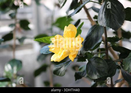 Gelbe Hibiskusblume blüht drinnen in einem Gewächshaus. Stockfoto