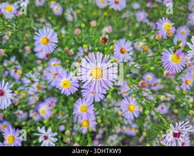 Nahaufnahme einer dichten Ansammlung von blassvioletten Aster-Amellus-Blüten (European Michaelmas Daisy) mit hellgelben Mittelpunkten. Die Blumen sind umgeben von Stockfoto