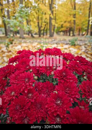 Nahaufnahme einer blühenden roten Chrysanthemen mit leuchtenden Herbstfarben eines bewaldeten Parks im Hintergrund Stockfoto