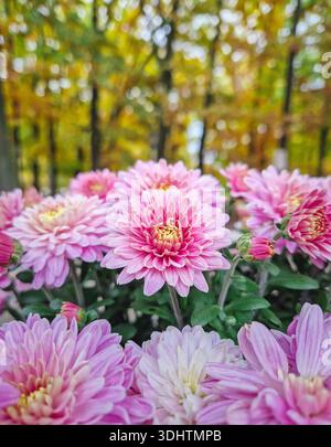 Nahaufnahme einer blühenden rosa Chrysanthemen-Gruppe mit hellgelber Augenmitte mit Herbstfarben eines bewaldeten Parks im Hintergrund Stockfoto