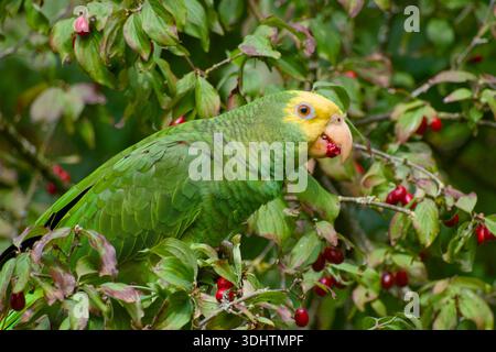 Gelbköpfiger amazonas-Papagei, der sich von Kornelkirschbeeren ernährt Stockfoto