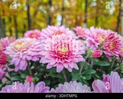 Nahaufnahme einer blühenden rosa Chrysanthemen-Gruppe mit hellgelber Augenmitte mit Herbstfarben eines bewaldeten Parks im Hintergrund Stockfoto
