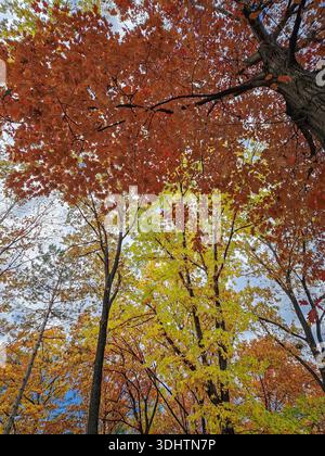 Niedrigwinkelaufnahme mit Blick in das Baldachin der Eiche, die in leuchtenden Herbstfarben erstrahlt. Die Blätter reichen von intensivem Orange über Rot bis hellgelb Stockfoto