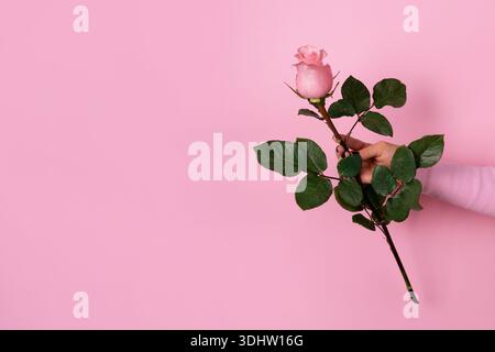 Die Hand einer Frau hält eine einzelne rosafarbene Rose vor einem pastellrosa Hintergrund und symbolisiert Romantik, Schönheit und Einfachheit. Leerzeichen für Text. Stockfoto