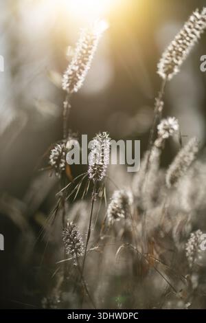 Der Blick auf sonnendurchflutete Gräser schwingt sanft im goldenen Licht und schafft eine ätherische und traumhafte Szene mit weichen Texturen und verschwommenem Bokeh, Adelaide Stockfoto