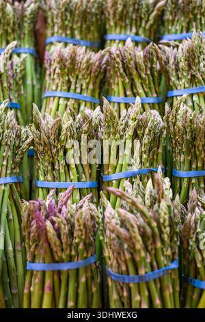 Bündel frischen grünen Spargels mit blauen Bändern, die auf einem Bauernmarkt zum Verkauf angeboten werden. Stockfoto