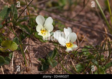 Zwerg Stiefmütterchen Viola Kitaibeliana in Düne Slack Aberffraw Dünen SSSI Anglesey Wales UK Juni 2016 Stockfoto