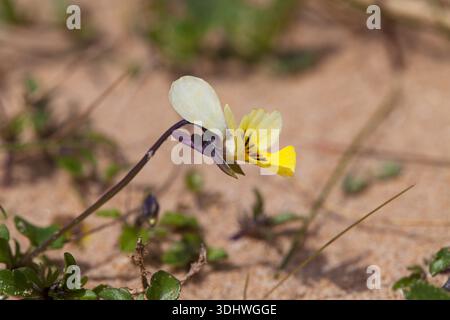 Zwerg Stiefmütterchen Viola Kitaibeliana in Düne Slack Aberffraw Dünen SSSI Anglesey Wales UK Juni 2016 Stockfoto
