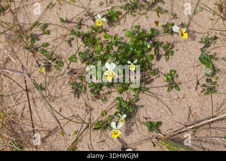 Zwerg Stiefmütterchen Viola Kitaibeliana in Düne Slack Aberffraw Dünen SSSI Anglesey Wales UK Juni 2016 Stockfoto