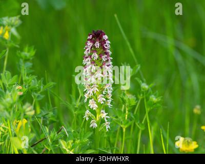 Gebrannte Orchidee Neotinea ustulata wächst an einem Straßenufer in der Nähe von La Chapelle-en-Vercors, Frankreich, Juni 2019 Stockfoto