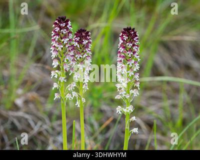 Gebrannte Orchidee Neotinea ustulata wächst an einem Straßenufer in der Nähe von La Chapelle-en-Vercors, Frankreich, Juni 2019 Stockfoto