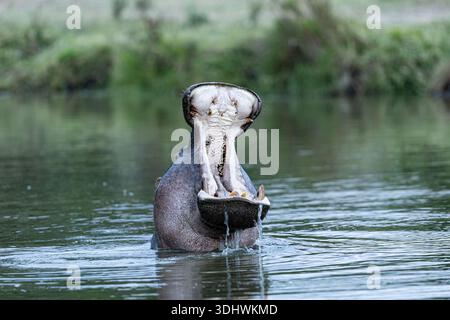 Blick auf ein Flusspferd mit weit geöffnetem Mund, mit seinen Zähnen, die aus den ruhigen Gewässern, Lolgorian, Rift Valley, Kenia, auftauchen. Stockfoto