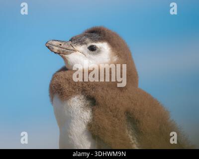 Blick auf eine flauschige, braune Magellan-Pinguin-Küken mit weißer Brust und Kopf steht vor einem hellen, klaren blauen Himmel, Isla Magdalena, Chile. Stockfoto