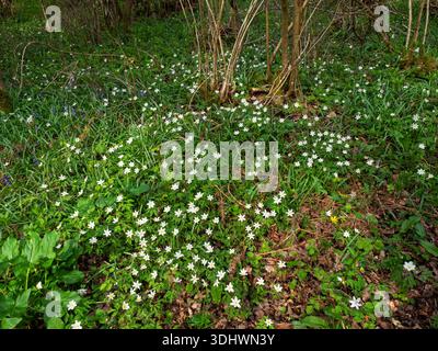 Wood Anenome nemorosa, Garsten Wood RSPB Reserve, Sixpenny Handley, Dorset, England, Vereinigtes Königreich, April 2022 Stockfoto