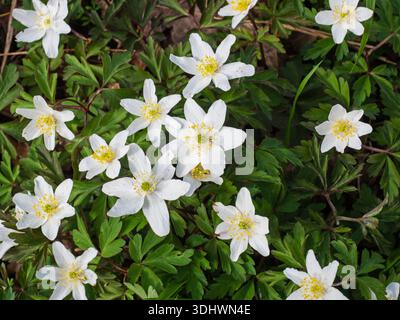 Wood Anenome nemorosa, Garsten Wood RSPB Reserve, Sixpenny Handley, Dorset, England, Vereinigtes Königreich, April 2022 Stockfoto