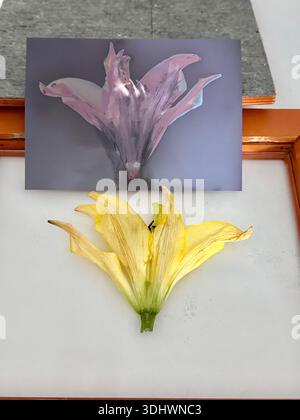 Konzeptuelles botanisches Stillleben mit Lilienblume und gedrucktem Bild, Lumendruck Stockfoto