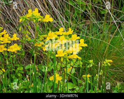 Affenblume Mimulus guttatus wächst in einem Straßengraben, Strathdearn, Highland Region, Schottland, Vereinigtes Königreich, Juni 2023 Stockfoto