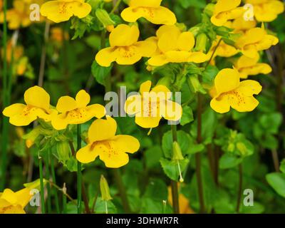 Affenblume Mimulus guttatus wächst in einem Straßengraben, Strathdearn, Highland Region, Schottland, Vereinigtes Königreich, Juni 2023 Stockfoto