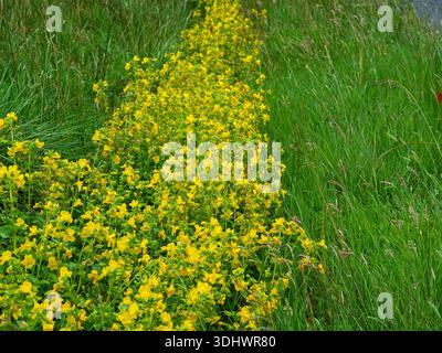 Affenblume Mimulus guttatus wächst in einem Straßengraben, Strathdearn, Highland Region, Schottland, Vereinigtes Königreich, Juni 2023 Stockfoto