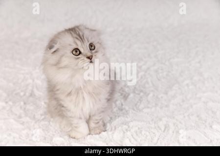 Ein süßes graues Tabby Scottish Fold Kätzchen, das auf einem weißen, weichen Hintergrund sitzt und nach oben und zur Seite blickt. Stockfoto