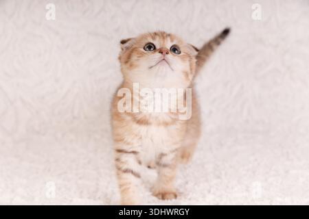 Ein kleines Ginger Tabby Scottish Fold Kätzchen, das neugierig aufblickt und auf einem weichen weißen flauschigen Hintergrund steht. Stockfoto