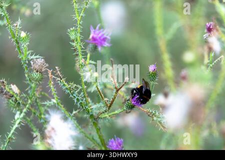 Bienen sammeln Nektar von Distelblüten auf einem Feld. Die Szene zeigt eine Nahaufnahme von Dornen und farbenfrohen Blüten. Ein sonniger Nachmittag sorgt für einen hellen Abend Stockfoto
