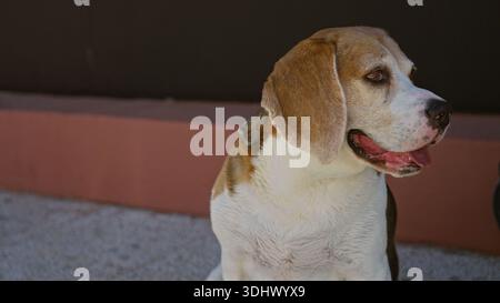 Beagle, der an einem sonnigen Tag im Freien sitzt und mit seiner Zunge einen entspannten und verspielten Ausdruck vor einem schlichten Hintergrund zeigt. Stockfoto