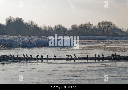 Kormorane auf Felsen und Eisbergen an der Elbe im Bereich der Bundeswasserstraße bei Geesthacht an einem kalten Wintertag. Geesthacht, Schleswig-Holste Stockfoto