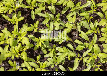 Leuchtend grüne Tomatensämlinge, die aus sattem, dunklem Boden in einer Gärtnerei oder im Garten sprießen und das neue Wachstum, die Anfänge und die Reise der Kultivierung symbolisieren Stockfoto